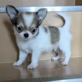 チワワ(ロング)