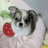 チワワ(ロング)