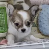チワワ(ロング)