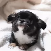 チワワ(ロング)【福井県・男の子・2024年12月11日・ブラックタン&ホワイト】の写真1「おめめくりくりの可愛い子♪」