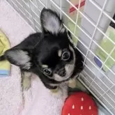 チワワ(ロング)