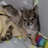 チワワ(ロング)