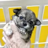 チワワ(ロング)