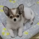 チワワ(ロング)