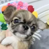 チワワ(ロング)