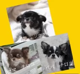 チワワ(ロング)【福井県・男の子・2024年12月11日・ブラックタン&ホワイト】の写真2