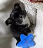 チワワ(ロング)【福井県・男の子・2024年12月11日・ブラックタン&ホワイト】の写真7