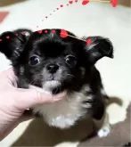 チワワ(ロング)【福井県・男の子・2024年12月11日・ブラックタン&ホワイト】の写真8