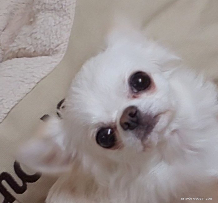 チワワ ロング オス Cream 17 11 15生まれ 福井県 交配犬id 1901 B0010 優しいカラー 性格も優しく て可愛い子です みんなのブリーダー チワワ ロング オス Cream 17 11 15生まれ 福井県 交配犬id 1901 B0010 優しいカラー 性格も優しく て可愛い子です みんなのブリーダー