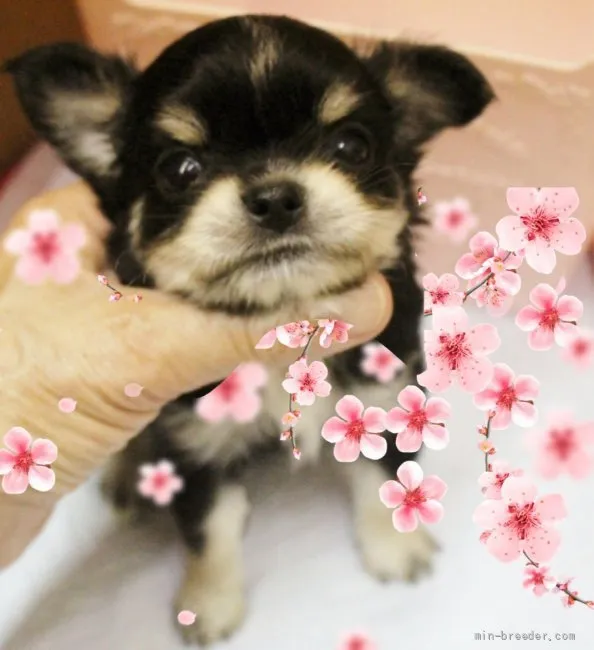 ID:2107-02699の子犬