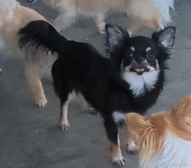 チワワ(ロング)【・女の子・2023年8月18日・ブラックタン】