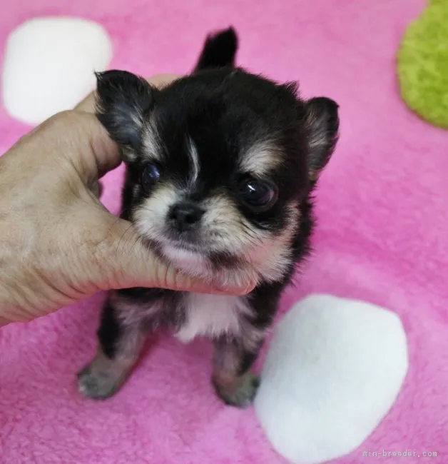 鼓太朗ママ 様のお迎えした子犬