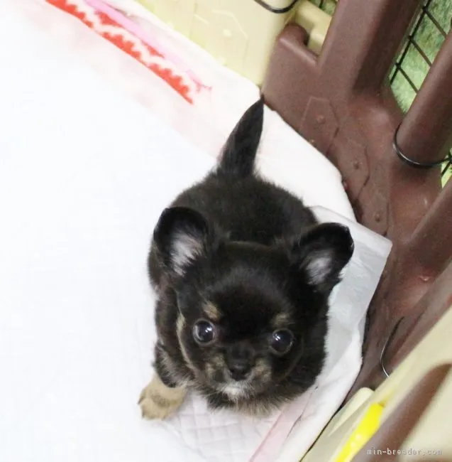 ID:1704-01831の子犬