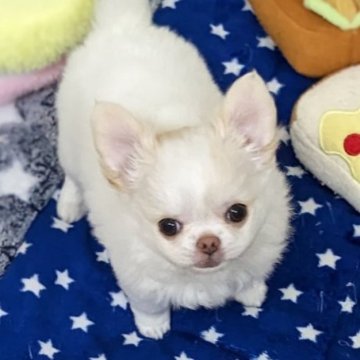 チワワ(ロング)【福井県・女の子・2023年1月30日・ホワイト&クリーム】の写真「ぬいぐるみみたい！ふわふわもこもこの可愛い子」