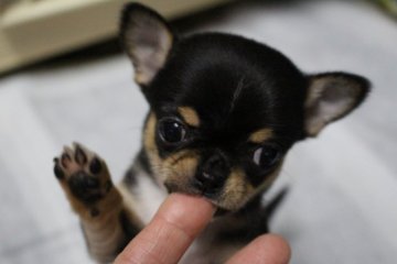 チワワ(スムース)【福井県・女の子・2015年12月2日・ブラックタン&ホワイト】の写真「小さいくて可愛いスムースチワワのご紹介です！！」