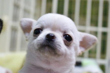 チワワ(スムース)【福井県・男の子・2015年12月2日・クリーム】の写真「とってもかわいい子が誕生しました。」