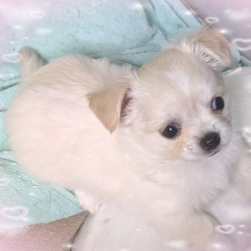 チワワ(ロング)【福井県・女の子・2024年8月8日・ホワイト&クリー厶】の写真「白くてフワフワモコモコの可愛い子」