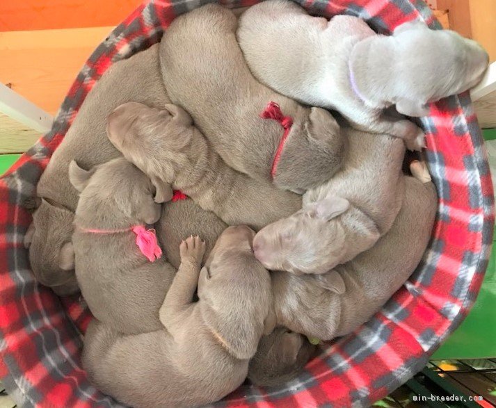 ワイマラナー子犬 すやすやzzz 舟橋智行ブリーダー みんなのブリーダー ワイマラナー子犬 すやすやzzz 舟橋智行ブリーダー みんなのブリーダー