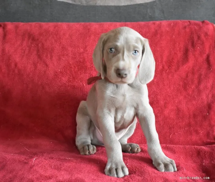 ID：1912-01620の子犬