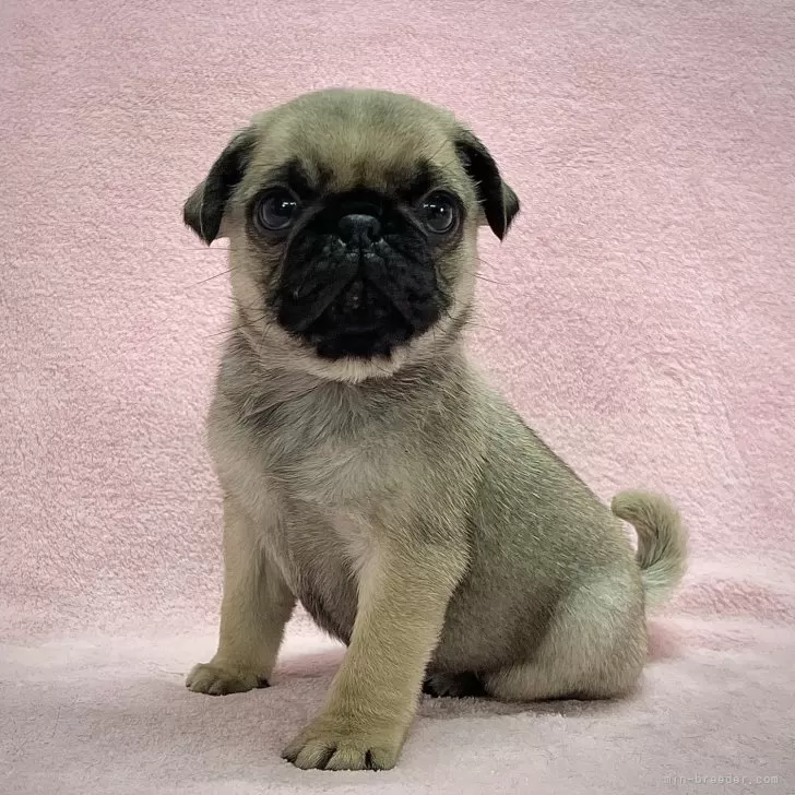 pag 様のお迎えした子犬