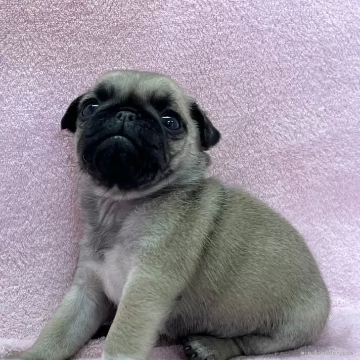 K.N 様のお迎えした子犬