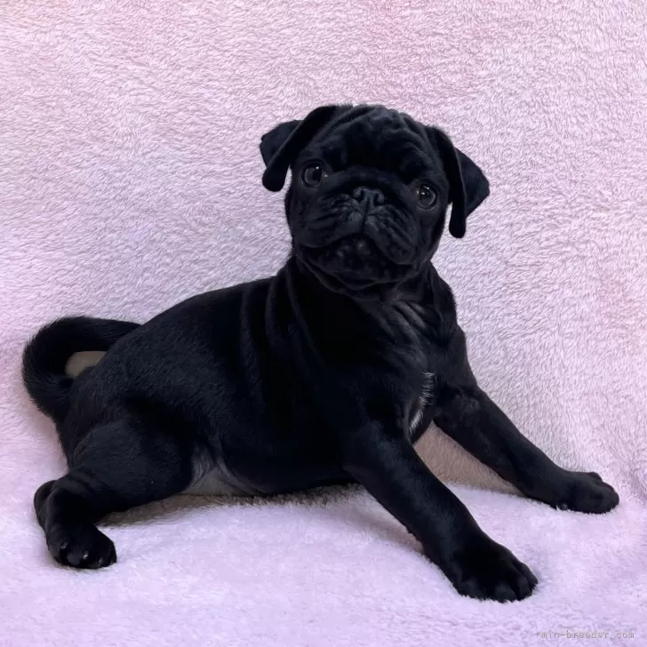 ID：2508-03344の子犬