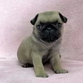 パグ