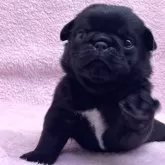 パグ
