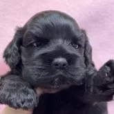 アメリカンコッカースパニエル