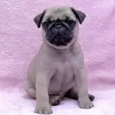パグ