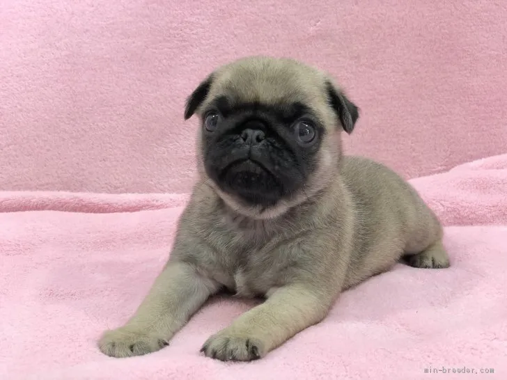 かつ 様のお迎えした子犬