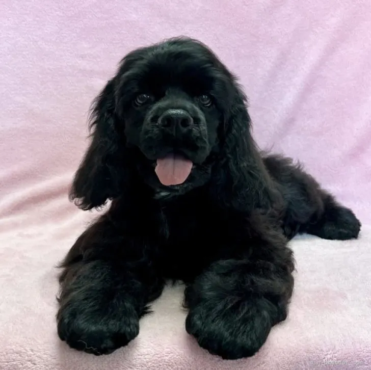 ID:2306-04075の子犬