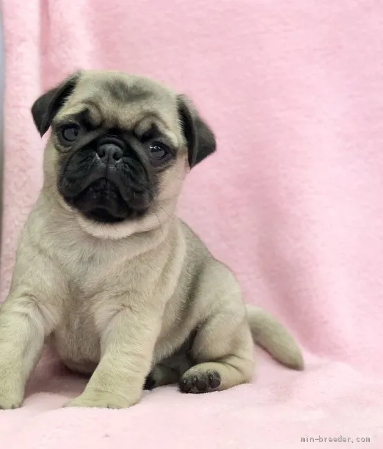 まっきー 様のお迎えした子犬