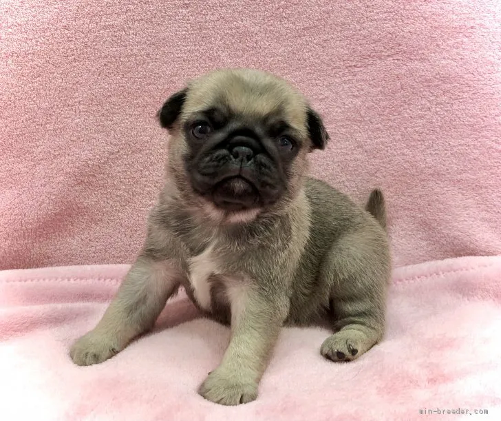 なお 様のお迎えした子犬