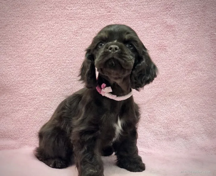 ID:2003-01221の子犬