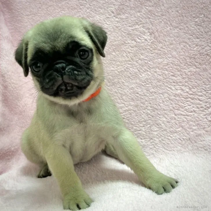 ID:2305-02147の子犬