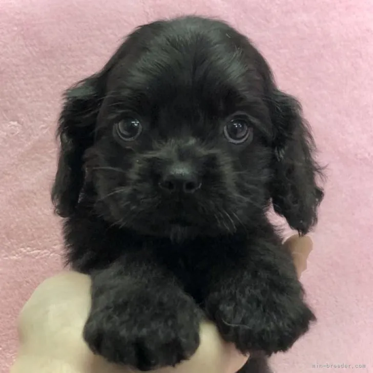 ID:2212-04701の子犬