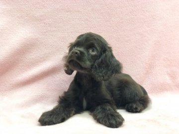 アメリカンコッカースパニエル【大阪府・女の子・2019年6月19日・チョコレート】の写真「笑顔が可愛い女の子♪」