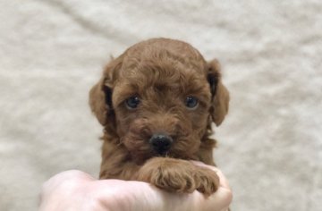 トイプードル(トイ)【大阪府・男の子・2019年5月30日・レッド】の写真「可愛い男の子。」