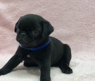 パグ【大阪府・男の子・2019年5月20日・ブラック】の写真「可愛い男の子。」