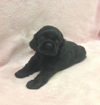 アメリカンコッカースパニエル【大阪府・男の子・2019年8月3日・ブラック】の写真「☆可愛いです☆」