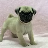 パグ【大阪府・男の子・2024年1月26日・フォーン】の写真1