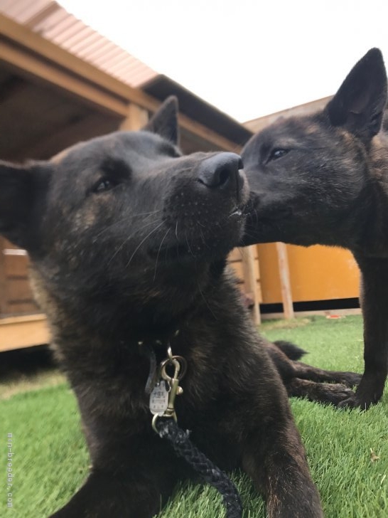 松本　麻実子(まつもと　まみこ)ブリーダー(岡山県・甲斐犬・甲斐犬愛護会登録)の紹介写真3