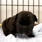 フレンチブルドッグ