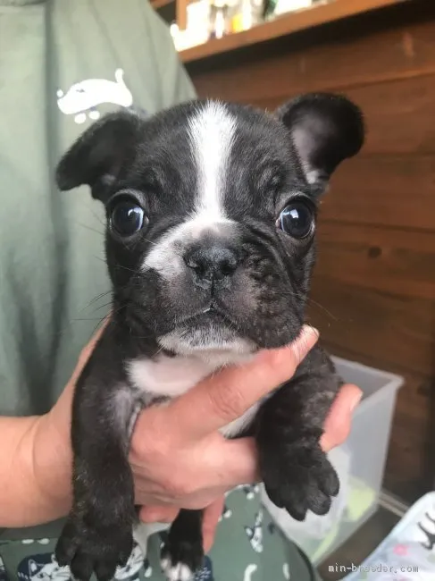 ID：2101-00178の子犬