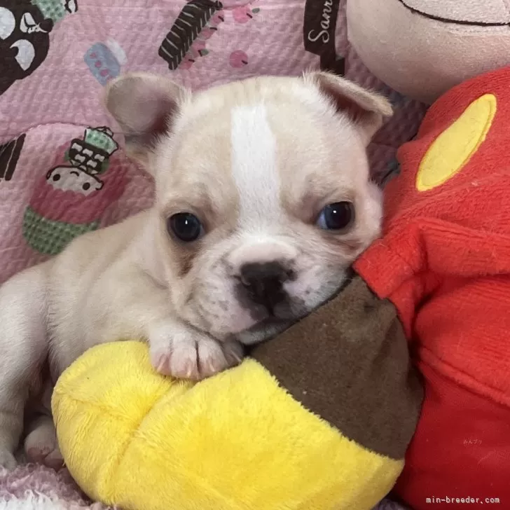 T.R. 様のお迎えした子犬
