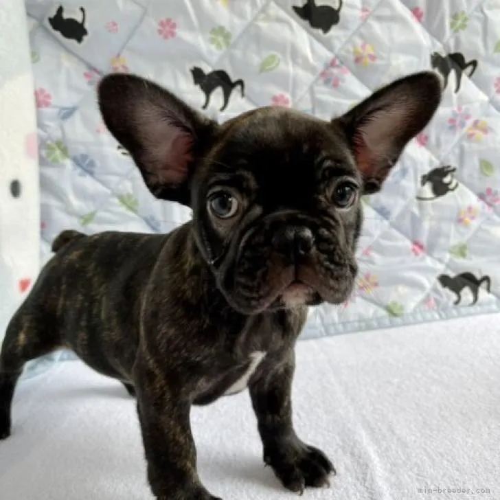 ID:2206-03656の子犬