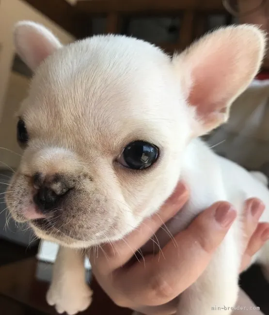 ID:2107-02497の子犬