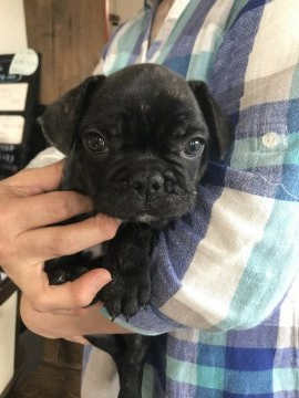 フレンチブルドッグ【宮城県・男の子・2020年4月9日・ブリンドル&ホワイト】の写真「くりくりの目でおっとりな男の子★」