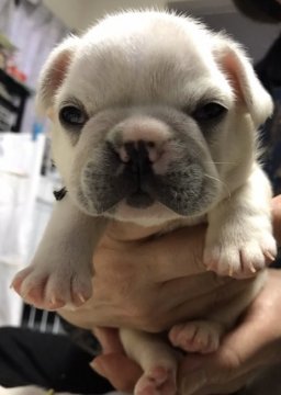 フレンチブルドッグ【宮城県・男の子・2020年4月4日・クリーム】の写真「クリっとした大きい目が可愛い」